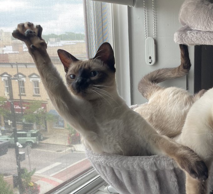 Burt loves it when it&rsquo;s his turn to be called on. https://t.co/uO8xjgfGiB<a href="/tag/c2e2"class="tags"><span>#c2e2</span></a>