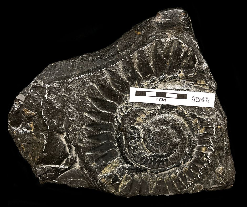 RoyalTyrrell's tweet photo. Look at these strange teeth in our Collections. This tooth whorl belongs to the ratfish Helicoprion, which lived during the Permian Period. https://t.co/BECgSkQKxG