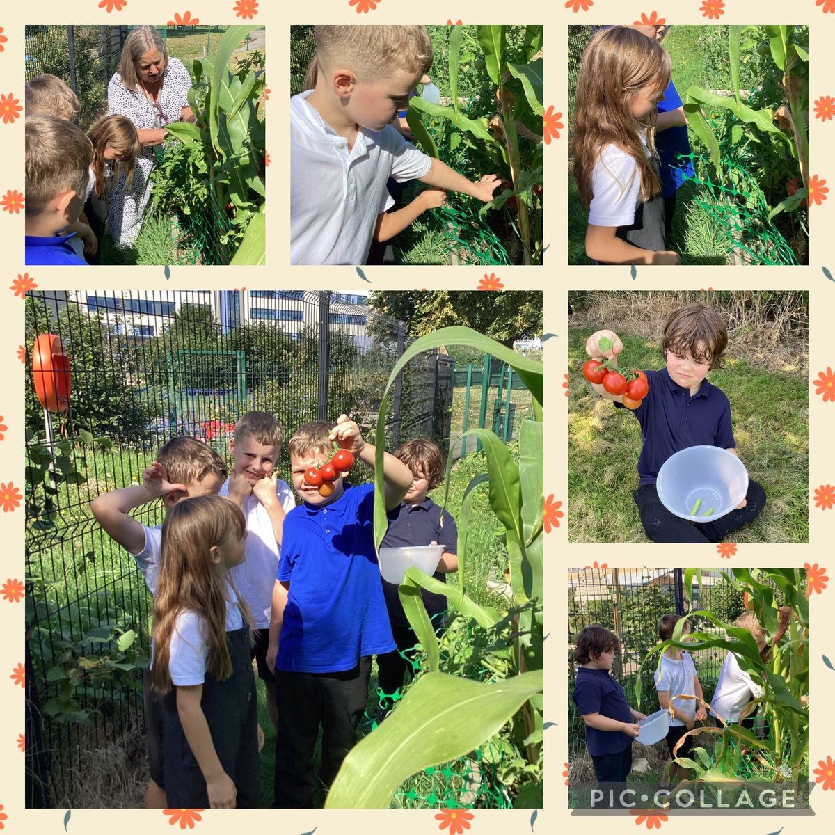 ysgolyddraig's tweet photo. #YYDcaerdydd #YYDcleddau Harvesting our crops 🍅 #yydwellness #yydacheive #yydenjoy https://t.co/Xt5DGzB3Cn
