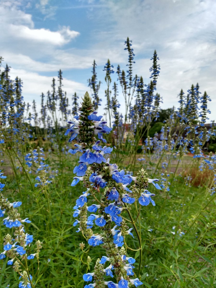 The Plant Review (@rhsplantsplus) on Twitter photo Bog Salvia standard! Salvia uliginosa is belying it's moisture-loving disposition, performing alongside it's drought-tolerant neighbours in the Trials Garden <a href="/RHSWisley/">RHS Garden Wisley</a> Bog Salvia standard! Salvia uliginosa is belying it's moisture-loving disposition, performing alongside it's drought-tolerant neighbours in the Trials Garden <a href="/RHSWisley/">RHS Garden Wisley</a>
