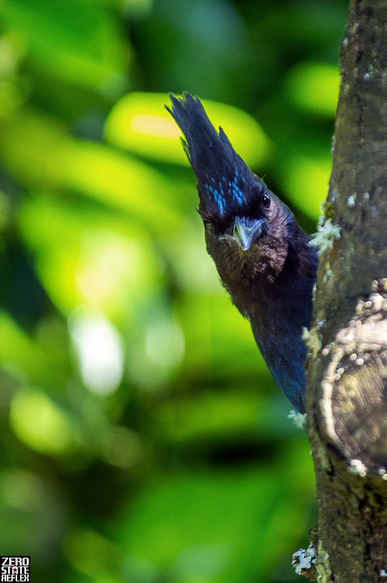 ZeroStateReflex's tweet photo. Steller Jay making sure you're doing what you're supposed to be doing.
Are you?
#stellerjay #corvid #zerostatereflex #canon #5dmark3 #zerostatereflex https://t.co/miI5GmlE0P