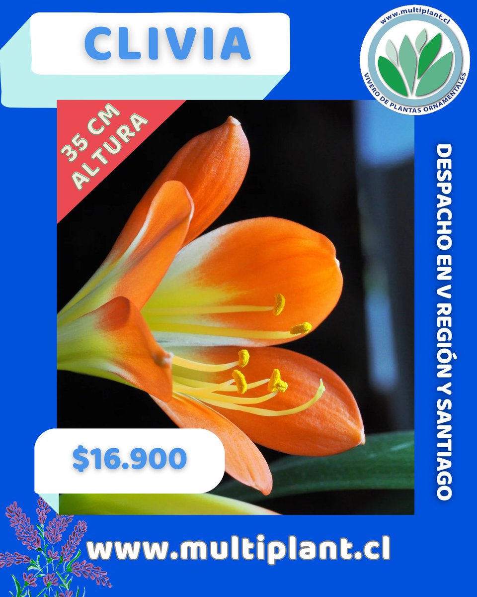 Multiplant1's tweet photo. Cultivadas por sus atrevidas hojas de color verde oscuro en forma de correa, las #PlantasDeInterior #Clivia son duras, resistentes y prosperan cuando se descuidan. No sólo purifican el aire, sino que también producen las flores de color naranja brillante más impresionantes. https://t.co/P6gbsmIVjY