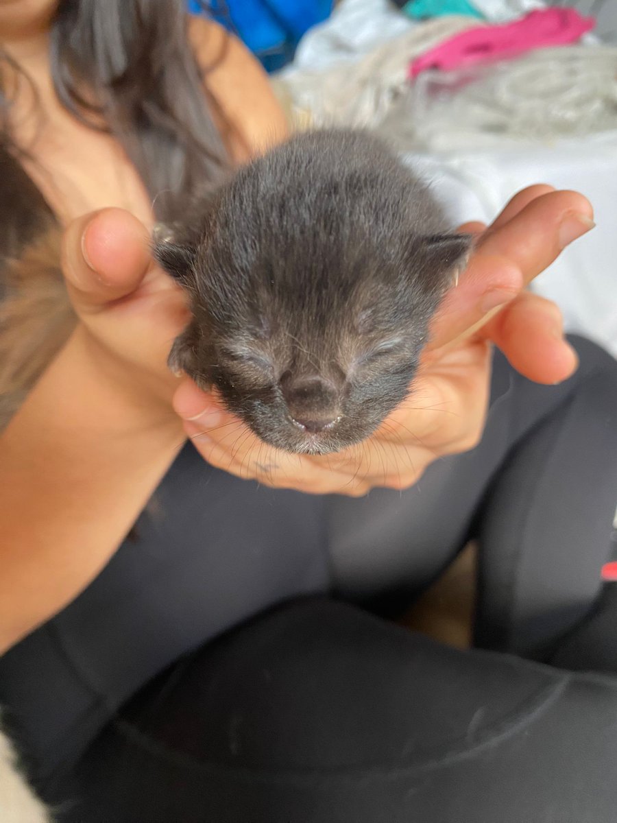 therealdanifei's tweet photo. holi una amiga regala michis, si no podéis quedaros con uno porfa ayudadme y compartidlo que igual alguien quiere darles una casita, aparte son super cuquis 🥹 https://t.co/Zy25q5MdnM