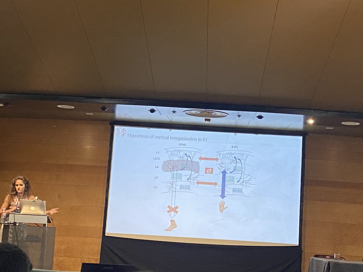 Picalagartos_'s tweet photo. ⁦@MartaZaforas⁩ científica posdoc de Neurofisiología Experimental ⁦@HNParaplejicos⁩ presenta su investigación sobre lo cambios que suceden en la corteza cerebral después de lesión medular. Espectacular!!👏👏Congreso ⁦@SENC_⁩ #SENCDay #IBRO2023 ⁦@idiscam⁩ https://t.co/wF5BfPyamn