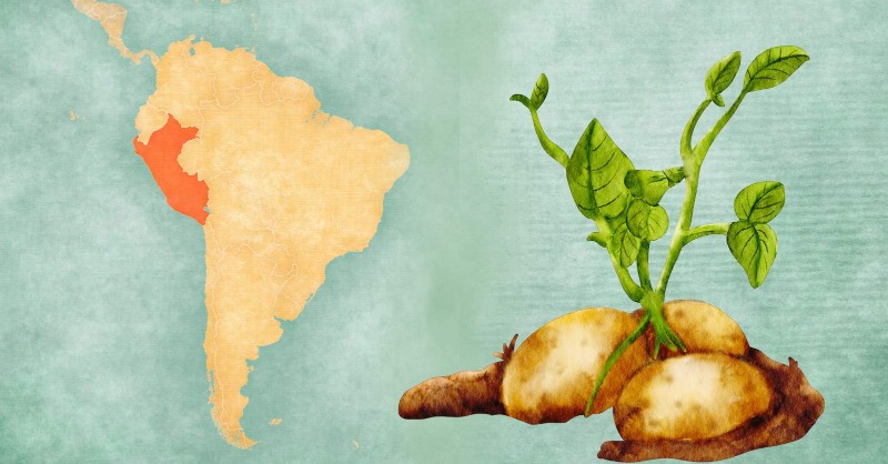 TheSainsburyLab's tweet photo. 📣NEWS: Researchers from Wageningen @WURplant @VivianneTwit, Tübingen @ThorstenNrnber1 &amp; Norwich @KamounLab find new potato blight immune receptor that detects a conserved pattern in the pathogen at the cell surface - traced back to Wild Andean potato relatives 🥔🧬

Read more ⬇️