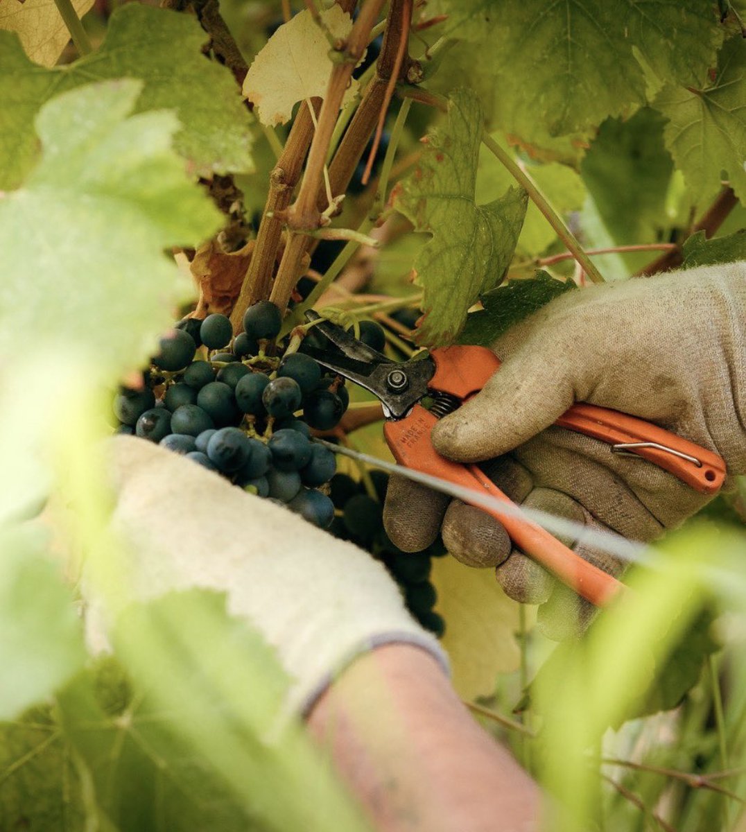 Collection Barbossi tweet media