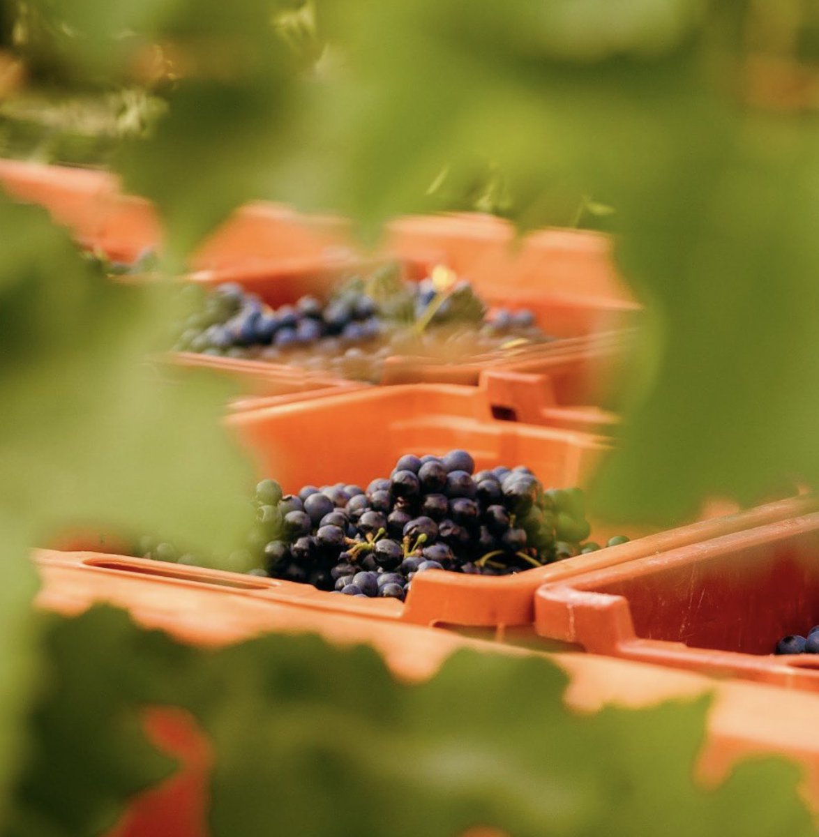 Collection Barbossi tweet media