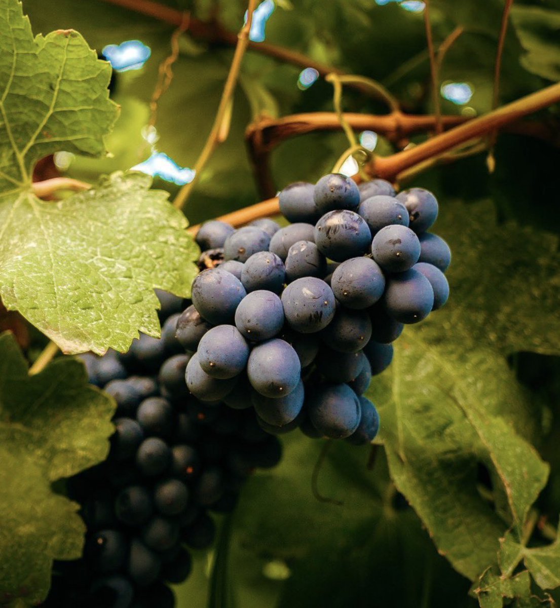 Collection Barbossi tweet media