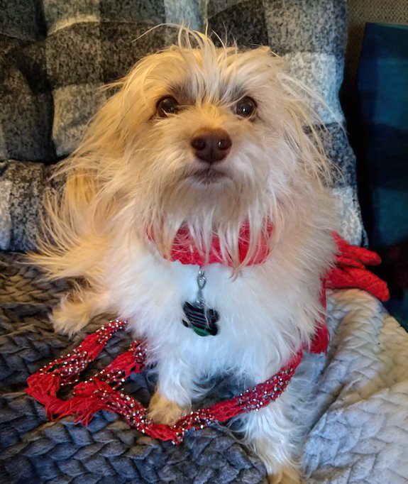 realityaddictx's tweet photo. So excited, I have a #WisdomPanel arriving from Chewy (super cheap if you have the Capital One app if anyone is interested, I get $25 back) to find out what this adorable little goblin is made of! I can see Cairn Terrier but what else? He's a rescue, so no clue! #DogsofTwitter https://t.co/DVmZ85LqpI