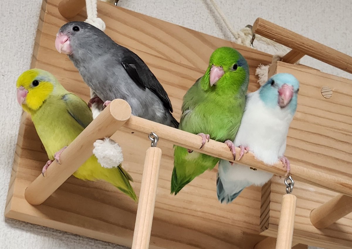 nonbuncho's tweet photo. マメルリハインコ専門のブリーディングを 小さくやっております。自家繁殖で生まれた 可愛い雛ちゃんを 里親さまにお迎えいただくまで大切に育てます(*^^*) 
親鳥は、すべて糞便・クラミジア・PBFD・BFD検査済です。

随時 ご予約受付中です。
詳しくは、当方 アメブロ or DMにてご連絡ください♡ https://t.co/Zzx9XhheIL