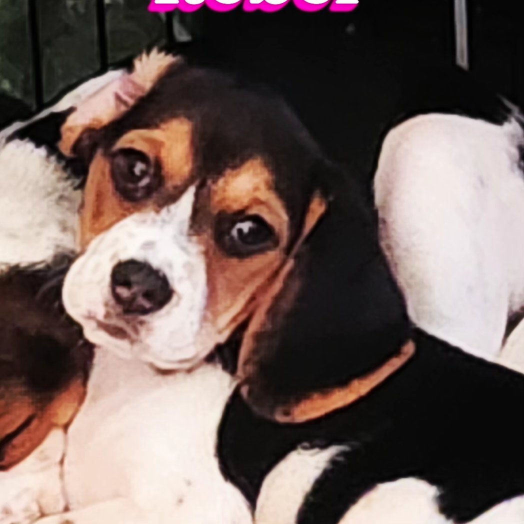 Down to 4... love these furbabies, but alas, it's time for them to go to their forever homes