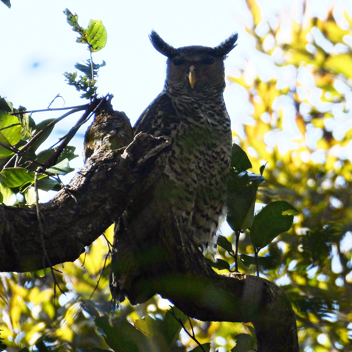 Maverickinfo_PD's tweet photo. The Ghost of the forest
Spot Bellied Eagle owl
Known for its scary screeches which sound like it's a wailing witch
#BirdsOfTwitter #BirdsOfPrey #TwitterNatureCommunity #TwitterNaturePhotography #G20India2023 #JawanBoxOffice #JohnCena #Birds #bbcwild https://t.co/VQVInxumoG
