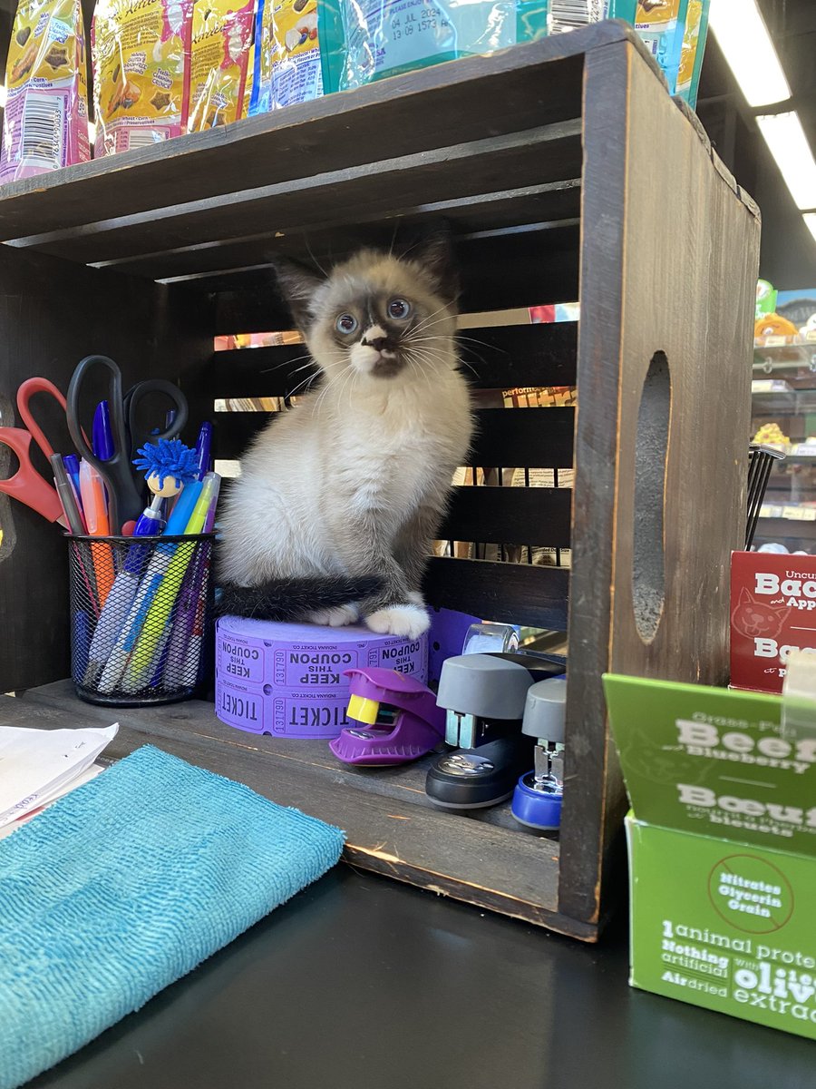 It became fairly evident that one photo of eight-week-old Sky wouldn’t be enough so here’s more from the photo shoot. You’re welcome 😻
#cutecustomeralert #sky #8weeksold #cutekitten #kittensofinstagram #catsofinstagram #yeg #edmonton #localpetstore #petvalu #loveliveshere ❤️ 🐾