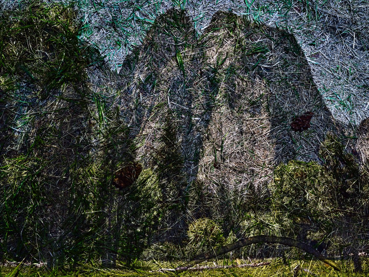 Abelardo Morell tweet media