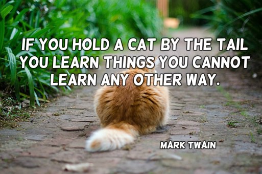 mediatainment's tweet photo. If you hold a cat by the tail you learn things you cannot learn any other way. Mark Twain #quote https://t.co/HA9PcUiuTE