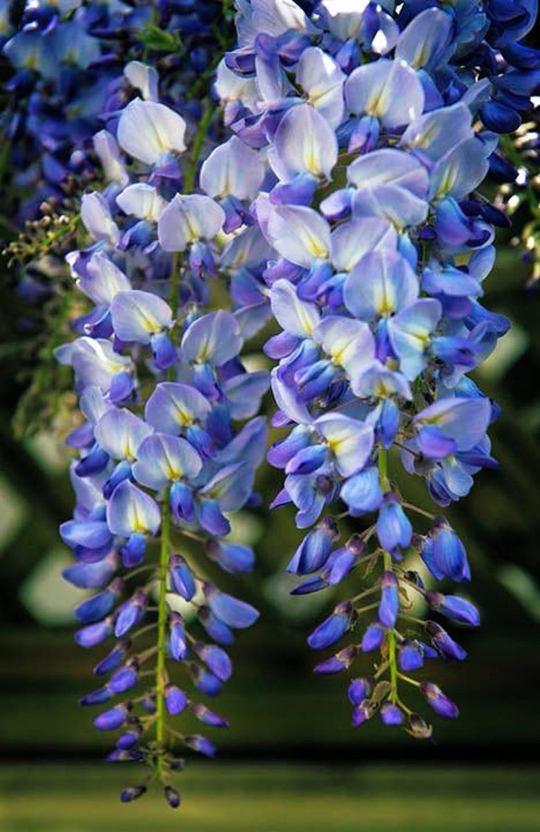 AnitaBacha's tweet image. summer first foray 
bouquet of blue wisteria 
hangs on neighbor’s wall

#inkMine #haiku #foray #wisteria