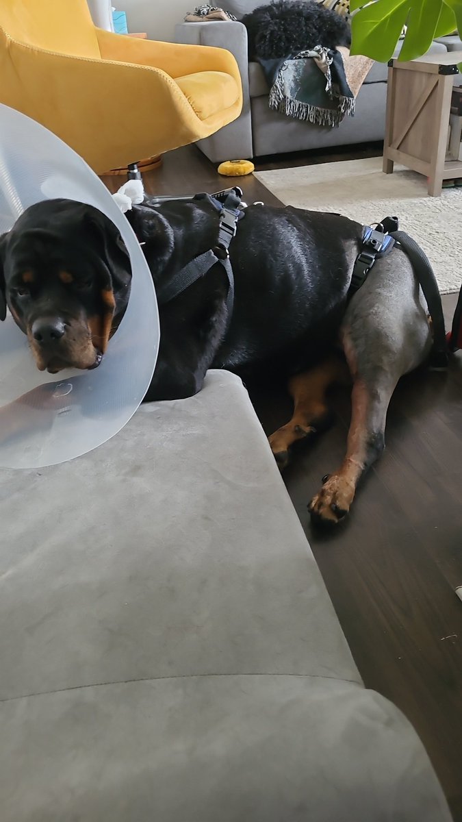 thereal16482192's tweet image. Well pals Mum cames to gets me early early.
Now me has a bits of a journey to gets backs to me shenanigans.
Mum tolds me abouts all da ❤️ and pawsivity dat all of yous habbs sents to me...fanks yous dat means so muches...
Me Xenia ❤️ alls of yous