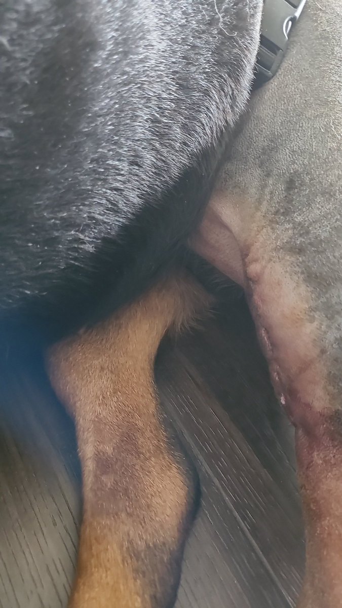 thereal16482192's tweet image. Well pals Mum cames to gets me early early.
Now me has a bits of a journey to gets backs to me shenanigans.
Mum tolds me abouts all da ❤️ and pawsivity dat all of yous habbs sents to me...fanks yous dat means so muches...
Me Xenia ❤️ alls of yous