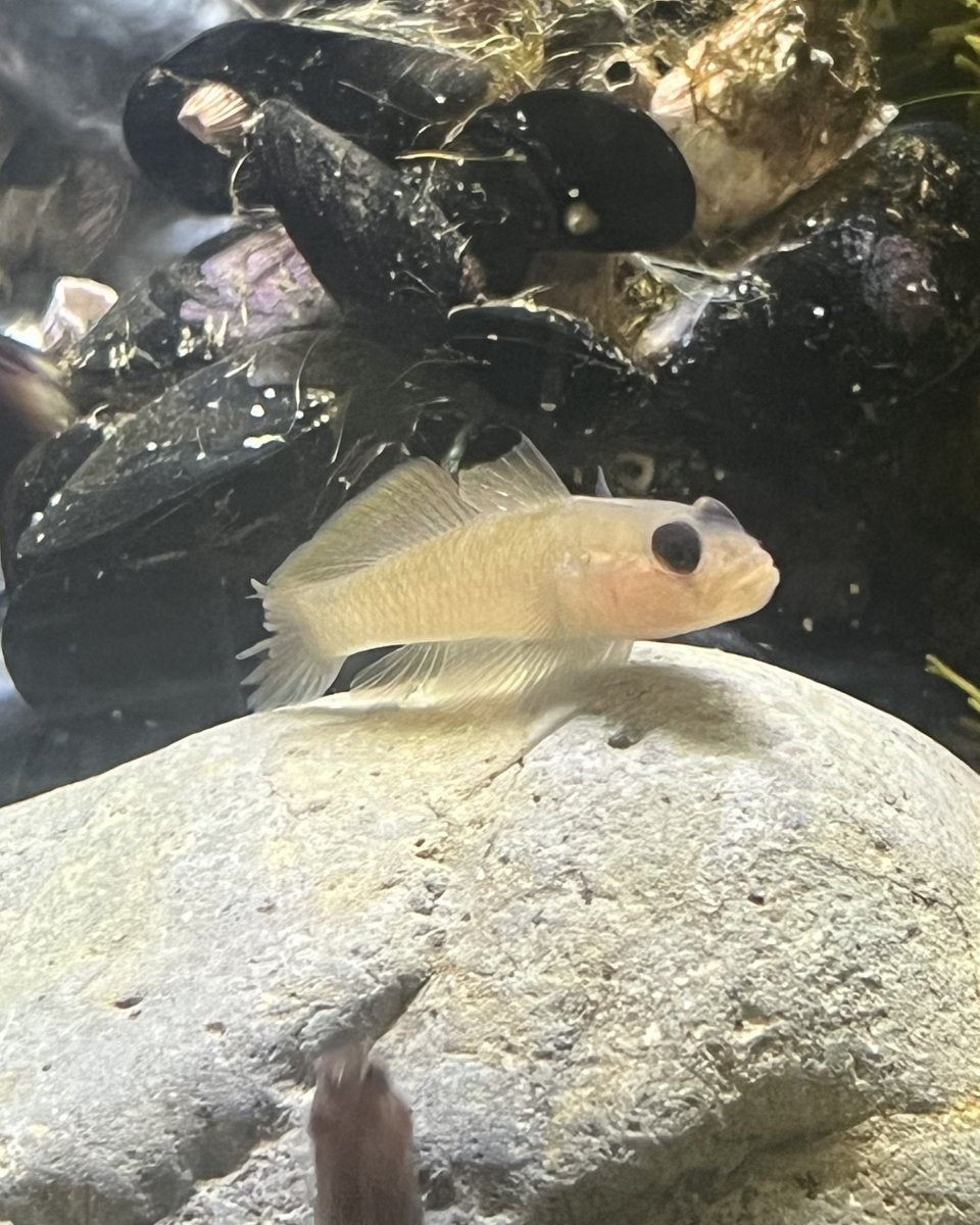 Welcome back to another Fish Friday!!! where we like to highlight a variety af fish you will see while here at CIMI. In today's post we have the Rock-Pool Blenny, Female Sheephead, and Blackeye Goby. #Ichthyology #MarineBio #FishFriday #CIMI