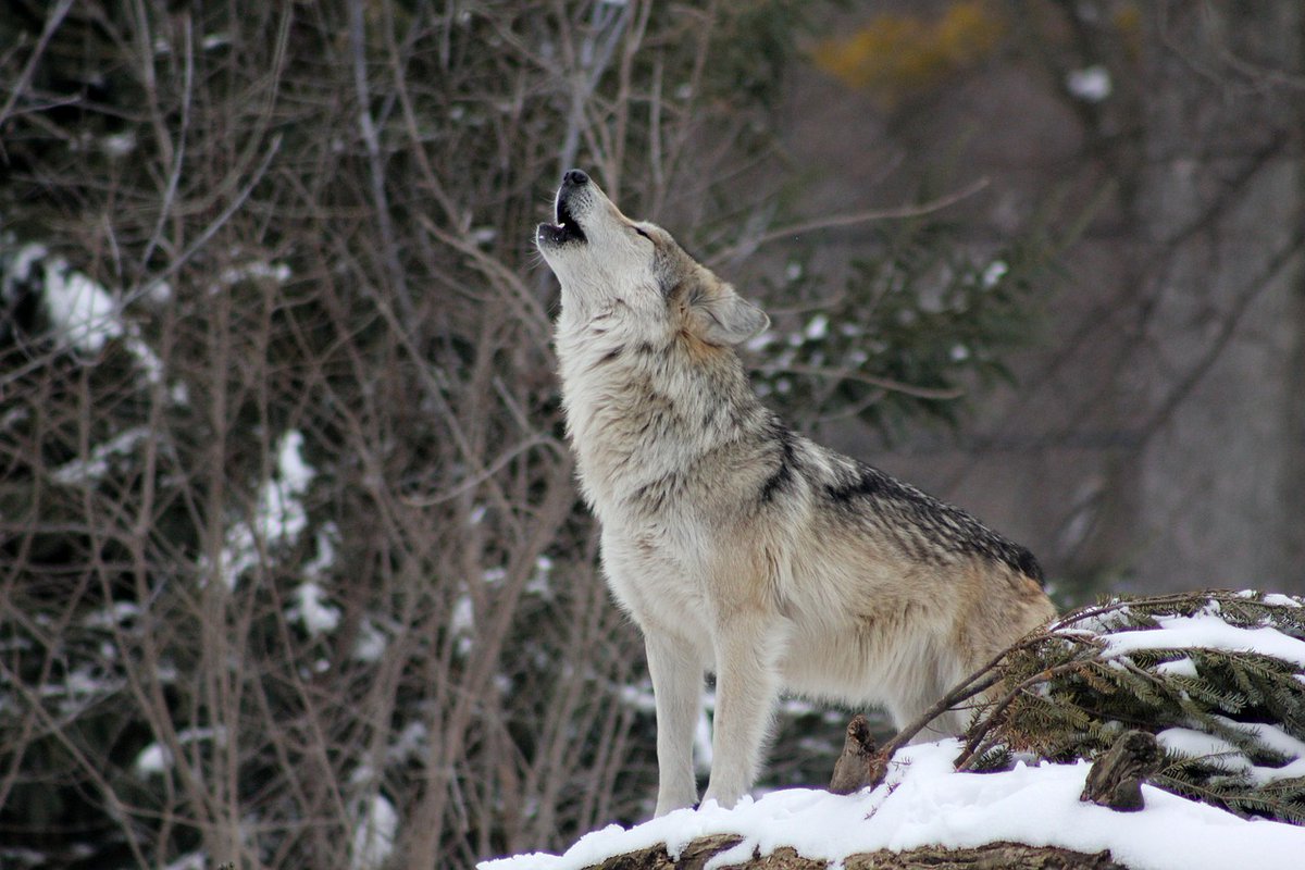 Beebeestv's tweet photo. Guardian of the Night😍
.
.
.
.
.
#Wolflove # Wolflife #WolfDreams #WolfVibes #WolfSpirit #WolfWisdom #WolfPack #WolfArt #WolfPhotography #WolfObsession #WolfConnection #WolfPower #MajesticWolf #WildWolf #AlphaWolf #WolfCubs #HowlingAtTheMoon #NatureWolf #WolfAdventures https://t.co/A0kvxaswob