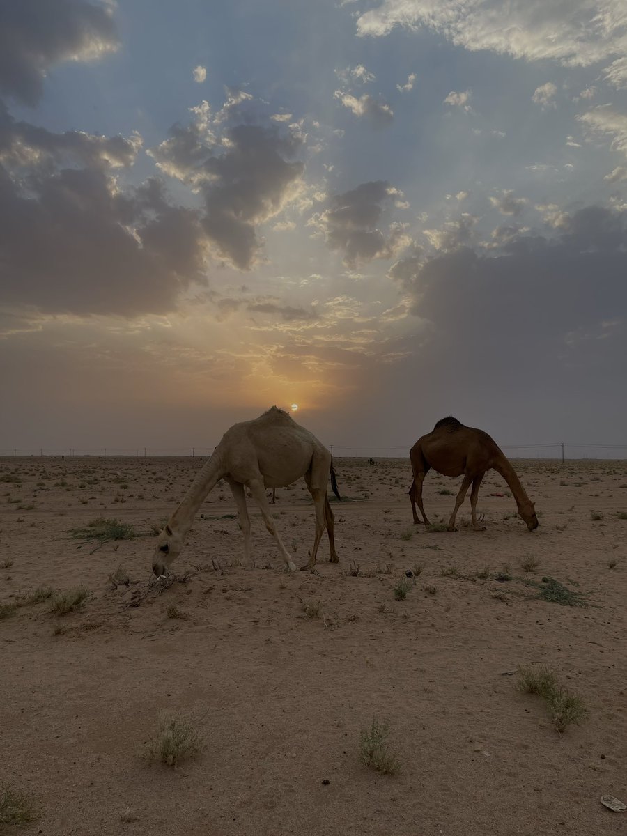 BlIIll's tweet image. شاهي الجمعه