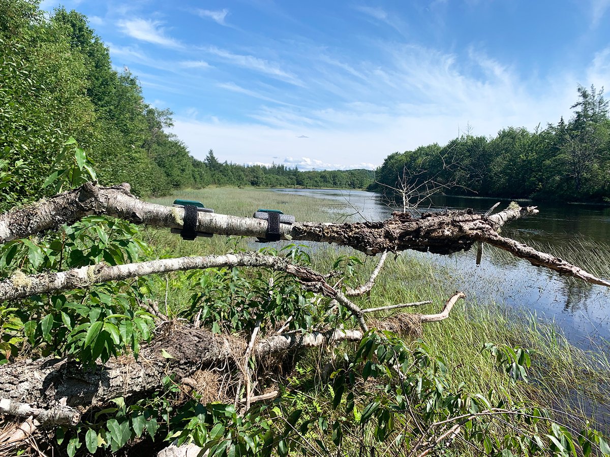 3/3
This part of the #StMarysRiver is perfect habitat for Hoary #Bats, and is on the edge of the Barren Brook Conservation Land, protected by <a href="/NSNatureTrust/">Nova Scotia Nature Trust</a>

Zoom in on this map: nsnt.ca/our-work/our-c…

#Guysborough #NovaScotia #bat #conservation