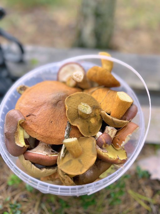 my passion&hellip;. mushrooms&hellip; https://t.co/r3NJQTuWIz