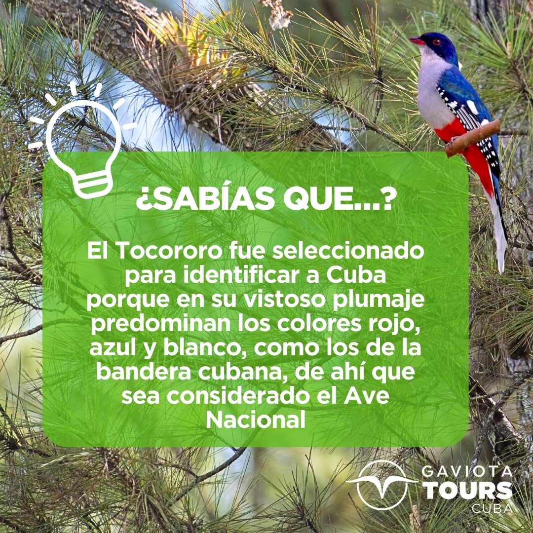 El Tocororo: el ave nacional de Cuba, un símbolo de libertad y belleza. Con sus vibrantes plumas rojas, azules y blancas, el Tocororo es una maravilla de la naturaleza.🦜💙❤️ #tocororo #avenacional #bellezanatural #curiosidades #cubaunica #conocecubacongaviotatours