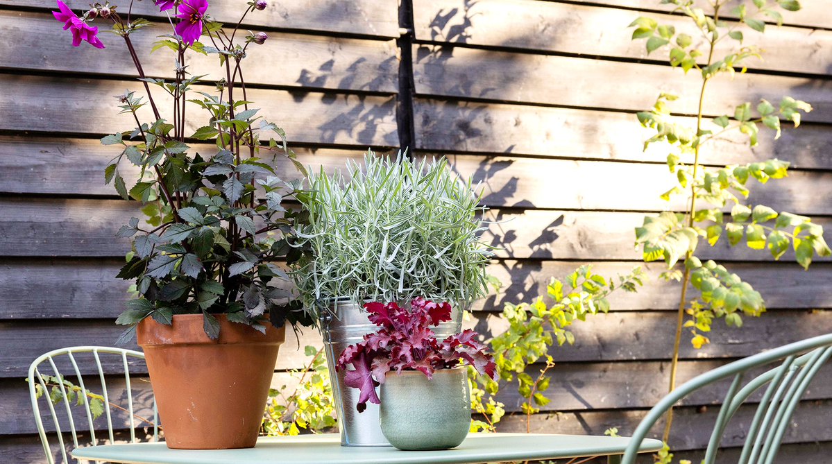 Truffaut's tweet photo. Passez le jardin aux couleurs de l'automne avec notre nouvelle tendance déco 🍂✨ Pots pastels, feuillages pourpres / ocres, profitez de nos inspirations 🍁#CollectionAutomne
👉Disponible en magasins et ici https://t.co/ni84KgqBnE https://t.co/3SclISnLW5