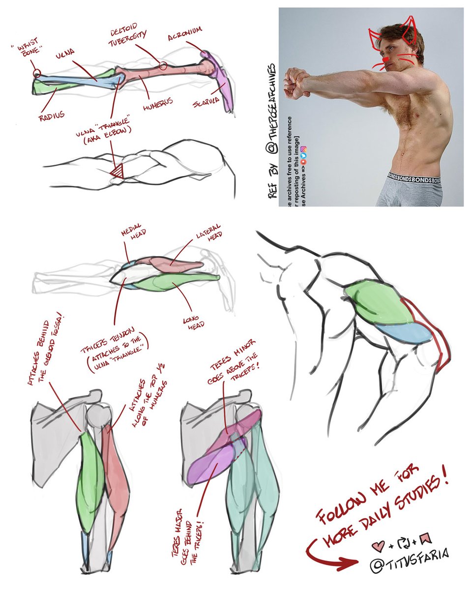 We're 3600! Let's reach 4000 followers, peeeeooople!

Some elbow and triceps valuable notes! If u're struggling trying to represent elbows and this post helped ya, bookmark it and RT with others! (=

ref by <a href="/theposearchives/">The Pose Archives ⚔️</a> - but with a competitive upgrade lol (see my last post).