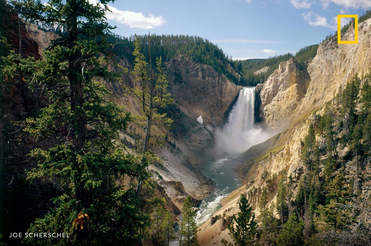 The Lower Falls pour into an evergreen tree-lined canyon in Yellowstone National Park, Wyoming, USA.