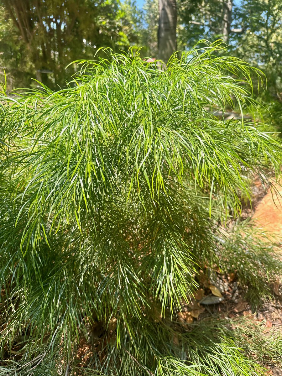 Happy #SillySeptember #FoliageFriday - "COUSIN ITT"  (acacia cognata) is a unique, dwarf  DROUGHT TOLERANT Australian native. "ITT" has very narrow, bamboo-like weeping, that forms an emerald green mounds. You can visit this plant @thewaterconservationgarden