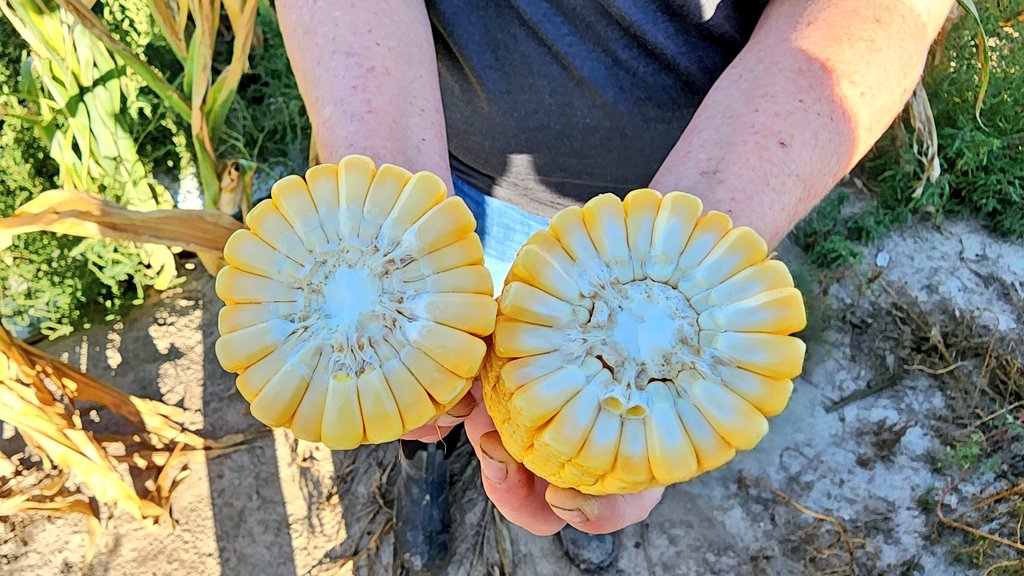 Dan_Fitts's tweet photo. @PioneerSeeds P00177V 👀👀🌽🌽 @wardynmi @csauder34 @CaseyJagers @shoff95 https://t.co/GeOP30loNv