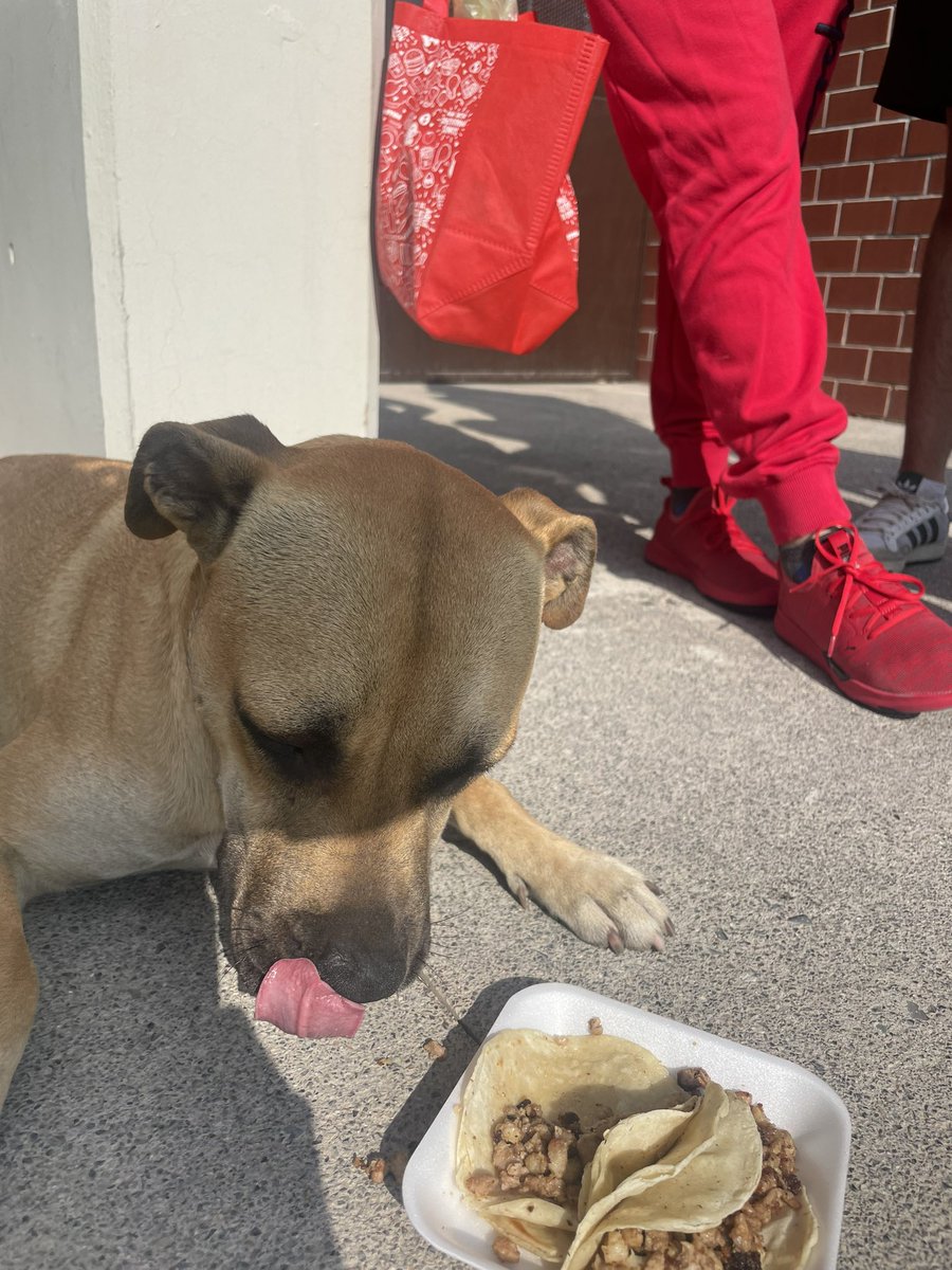 la neta nada más voy a la uni para darle de desayunar a los poliperros