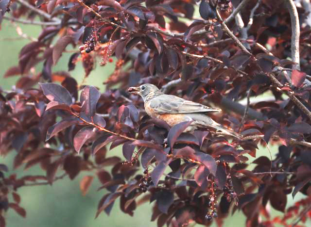 American Robins are fueling up and on the move. Are you observing flocks of robins? Please share your observations with us! Read more robin migration news, and report your observations: ➡️ bit.ly/3sM2kSq 📷 Photo: Yvonne in Estes Park, CO