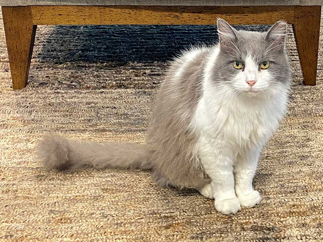 ggedotcom's tweet photo. https://t.co/S5yGDG63Fq

We devote many hours of radio time reminding people that there are puppies, kittens, and older abandoned pets at their local shelters waiting and hoping to be adopted into a loving home.

Stop by and say hello to our three feline sales associates. https://t.co/It2d6wCyw0