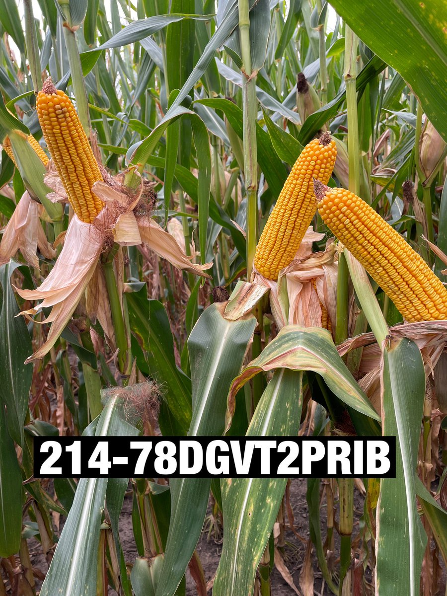 Channel N. Illinois tweet media