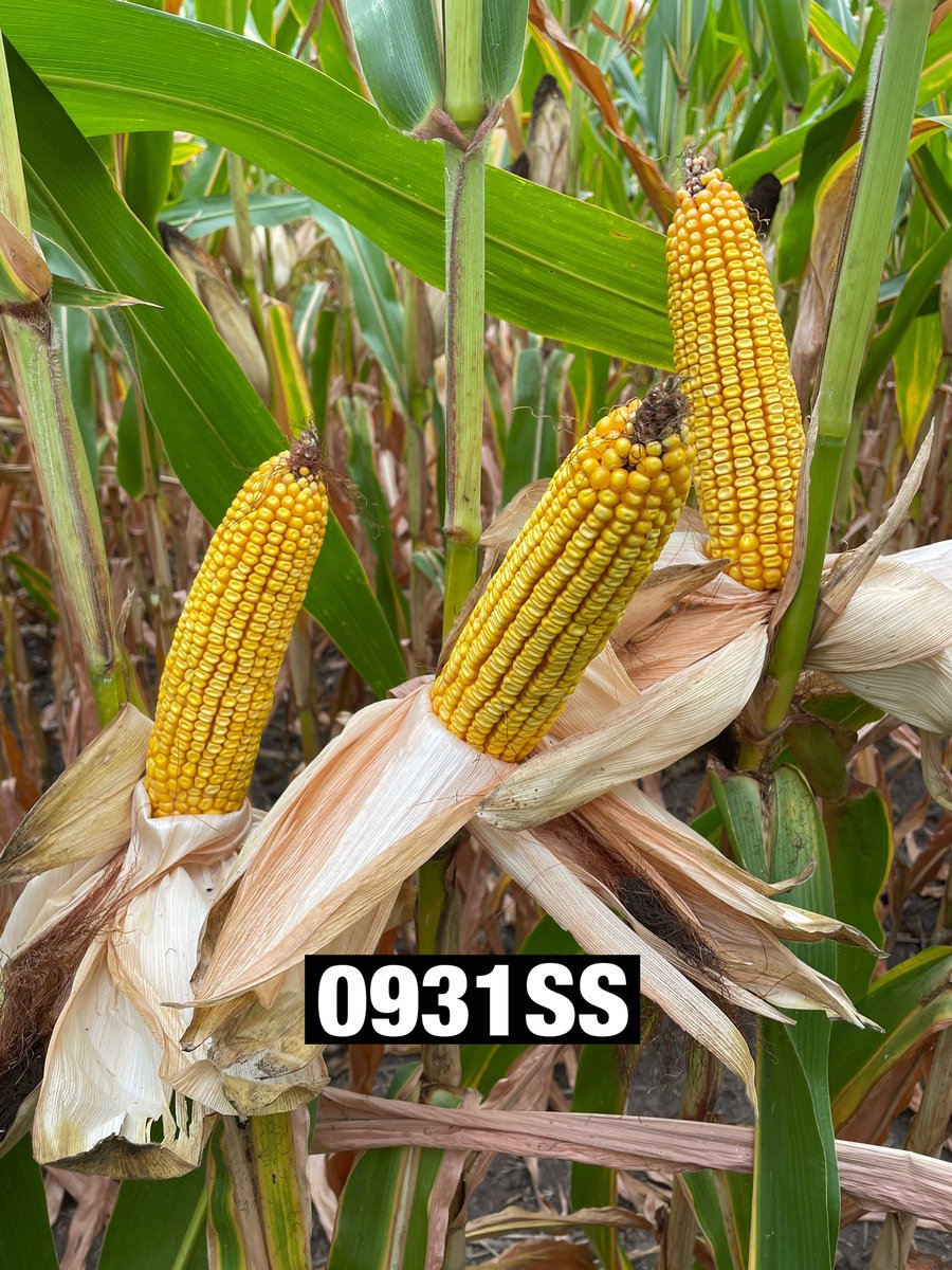 Channel N. Illinois tweet media