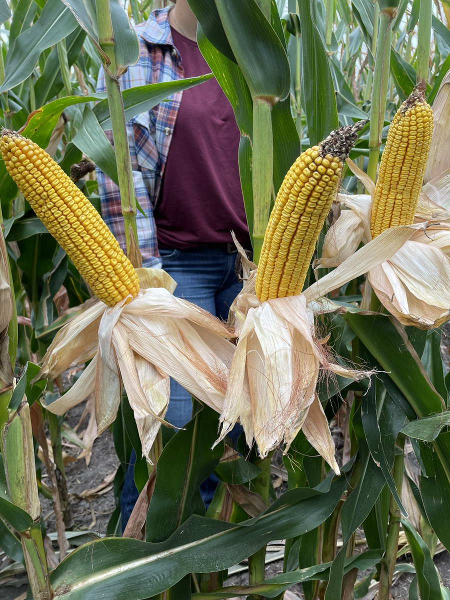 Channel N. Illinois tweet media