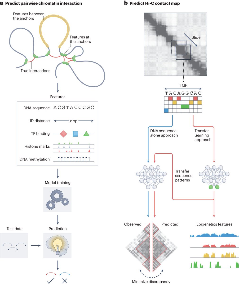 NatureRevGenet's tweet photo. This Review discusses the latest computational approaches, including machine-learning-based methods and integrative structure-modelling frameworks, for studying 3D genome organization https://t.co/DsJsEjzxJD