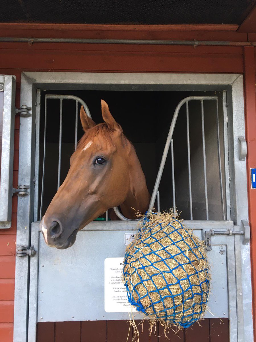 Call Me Ginger arrived this morning ready for his race @Ascot tomorrow, @amie_waugh90 rides for @JimGoldieRacing ! #NationalRacehorseWeek