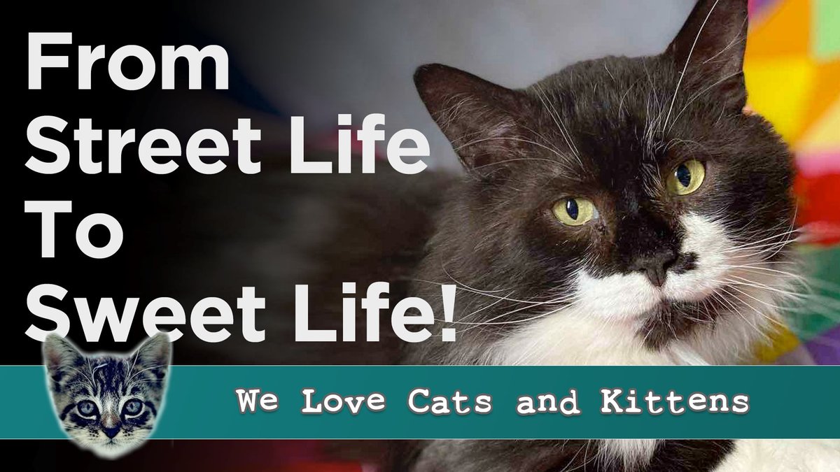 🐱 From a life on the cold streets to finding a warm, loving home!

Witness Arthus' heartwarming journey to love and playfulness.

You can't miss this!

➡️➡️➡️youtu.be/q8k_8JNl6tY

#CatRescue #MontrealCat #HeartwarmingStory