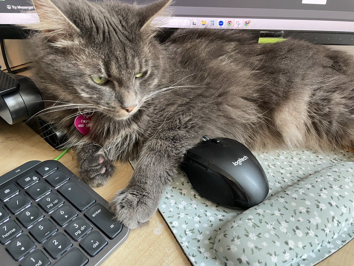 hfxwritergenius's tweet photo. Today is my 2-year work-aversary with @moneyGeniusCa and @credcardGenius! It's been a fantastic time, writing about things that matter and working with amazing people!

Clara the #editorcat wants you all to know that it's also HER work-aversary. Attention must be paid. https://t.co/8Jjwh0hhm9