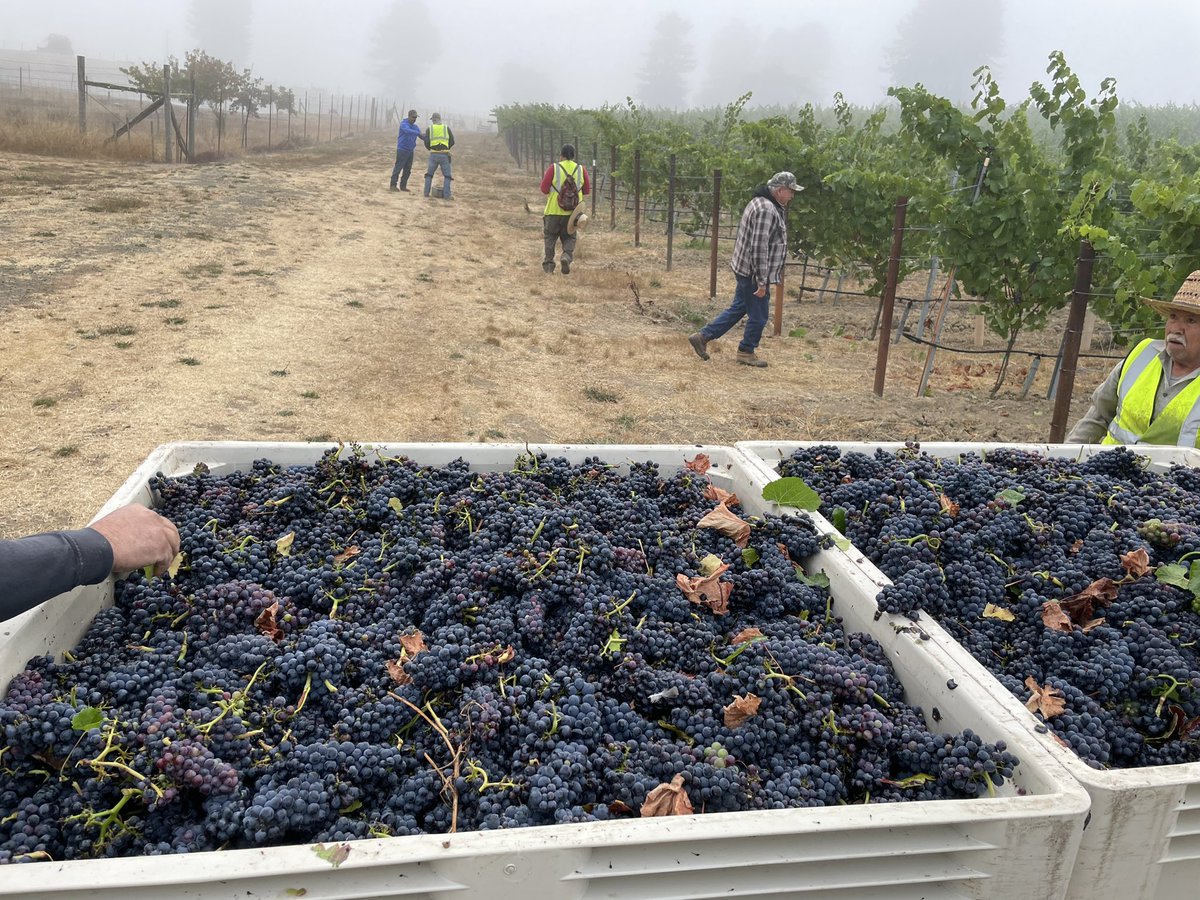 Harvest under the fog and 48F this morning. Cool climate for sure in the #andersonvalley !
#roedererestate
