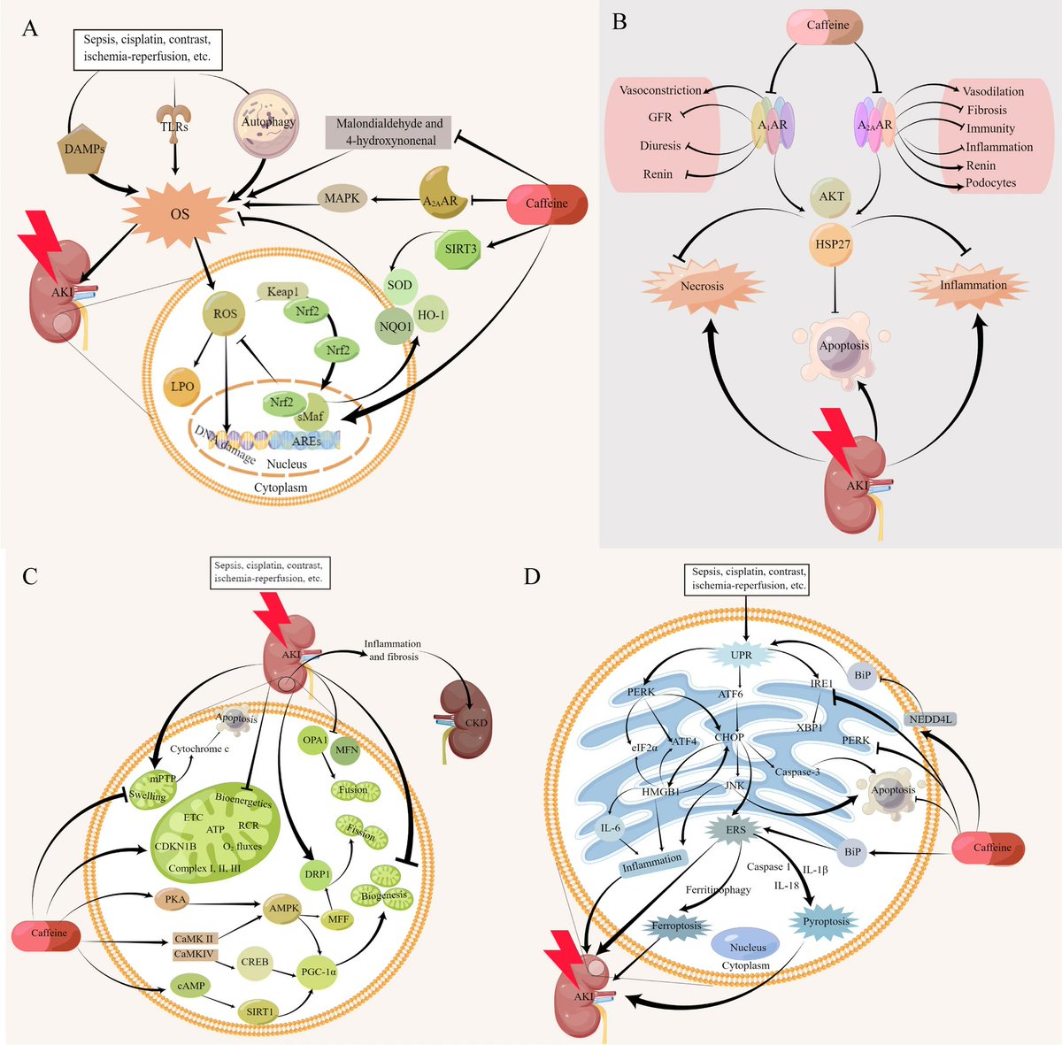 AKI is one of the most threatening diseases in neonates, w/limited treatment options. Caffeine is a commonly used stimulant for treating apnea in preterm infants. Read this Review of the potential benefits of caffeine in improving neonatal AKI.
link.springer.com/article/10.100…