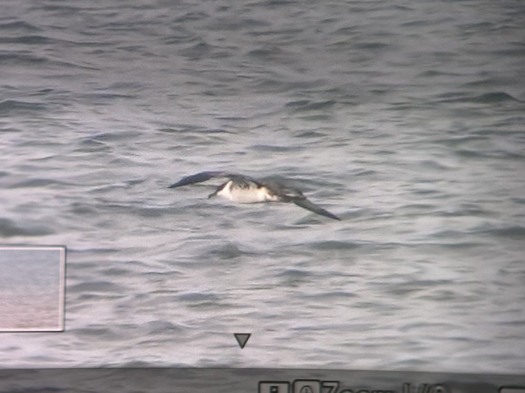 #MigFest2023 off to a great start with this Great Shearwater off Beacon Lane @spurnbirdobs @BirdGuides @ZEISSBirding