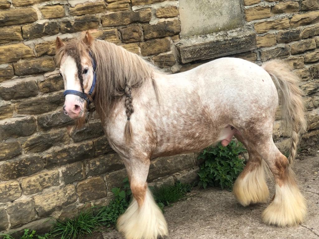 Please retweet to HELP FIND THIS HORSE NAMED  SHEFFIELD BOY, STOLEN #SHEFFIELD #YORKSHIRE #UK   

Taken from his stable 11 August, put on a lorry. He's 10.1hh, stallion Cob. His DNA from foals can be traced. 

£20,000 REWARD 🌟🌟🌟
He could be in another region now, please share