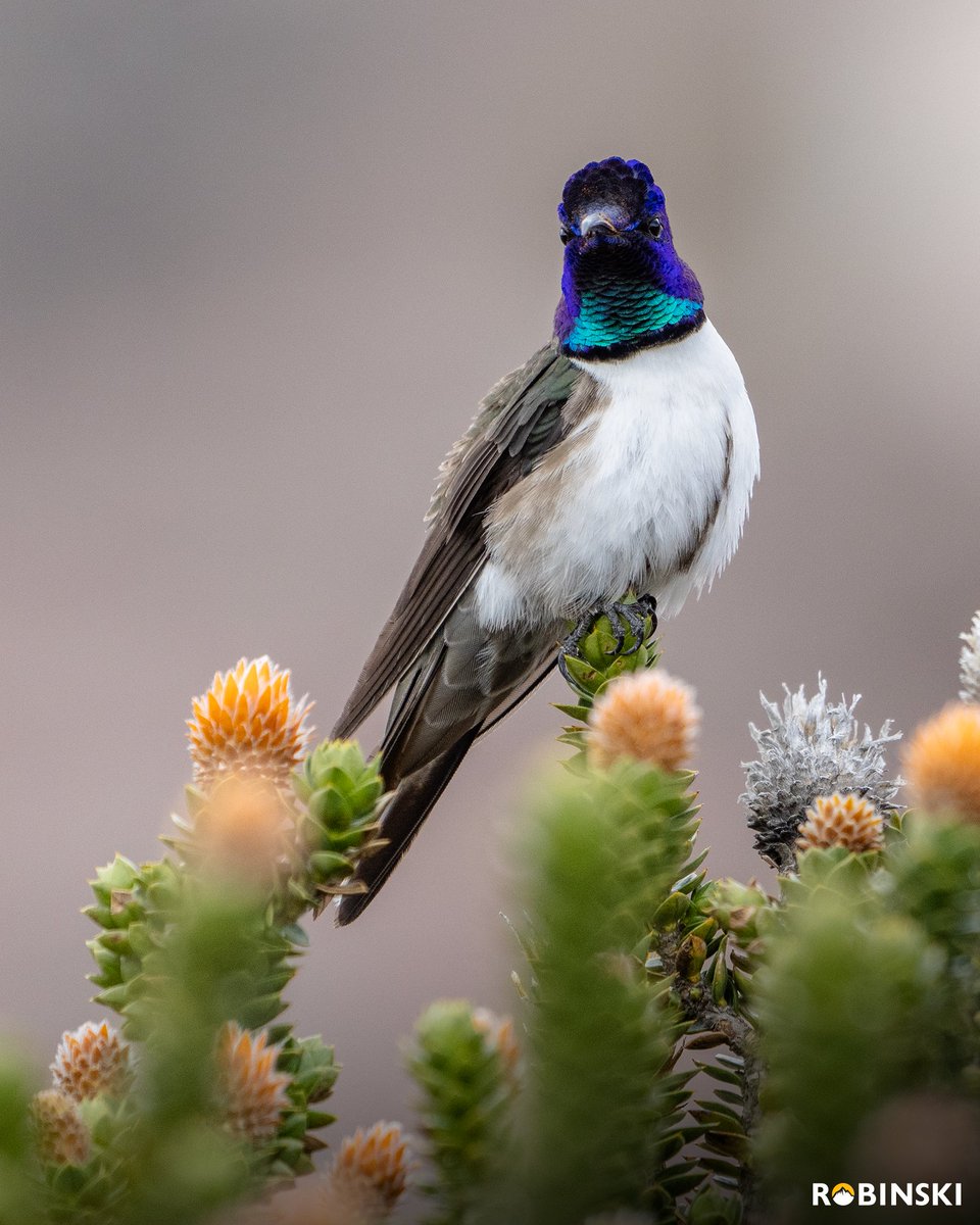 Desde las alturas de la Cordillera de Los Andes, donde el aire se vuelve escaso, el macho del “Colibrí del Chimborazo” o también conocido como “Estrella Ecuatoriana” desafía a la gravedad y a la lógica. Este diminuto titán, que habita entre los 3.500 a 5.200 metros sobre el nivel