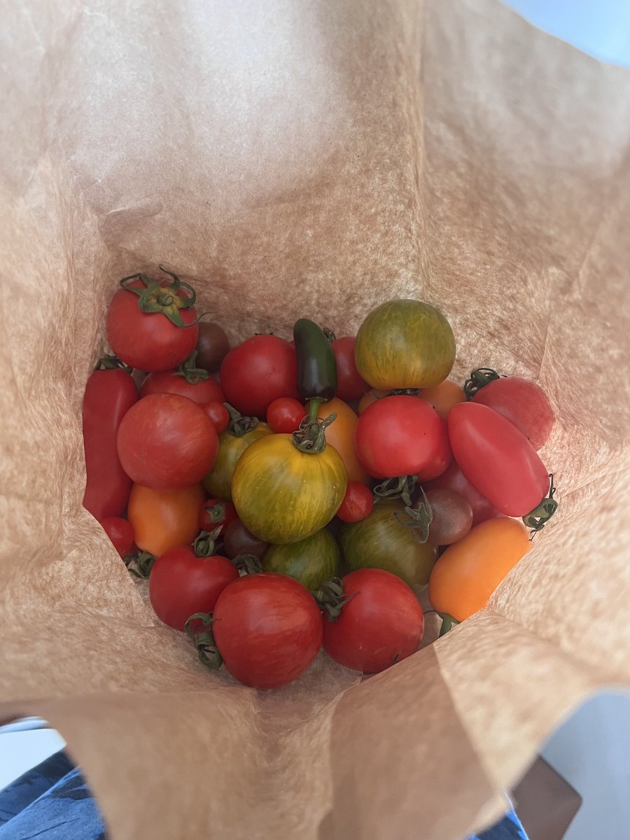 paulamjennings's tweet photo. Home with a bag full of the most sweetest tomatoes and peppers grown at #NavigationHouse #HillsboroughRoadLisburn They are delicious 😊😑 #socialenterprise #Horticulture #foodwithpurpose ❤️ https://t.co/Rj37T2pLQk