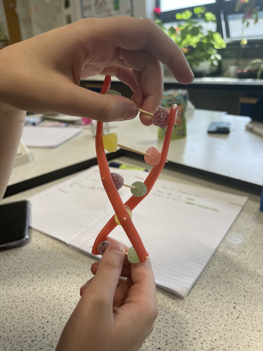 Miss Anderson’s Bio (@missandersonbio) on Twitter photo 🧬 DNA modelling 🧬
Today my lovely Senior Nat 5 Biologists started learning about the structure of DNA, and we used sweets to model the double-stranded helix. It was the perfect activity for this hot Friday afternoon 🌞
<a href="/StAndrewsSci/">St Andrew's Academy Science Department</a> #Nat5biology #KeyArea3 #DNA 🧬 DNA modelling 🧬
Today my lovely Senior Nat 5 Biologists started learning about the structure of DNA, and we used sweets to model the double-stranded helix. It was the perfect activity for this hot Friday afternoon 🌞
<a href="/StAndrewsSci/">St Andrew's Academy Science Department</a> #Nat5biology #KeyArea3 #DNA